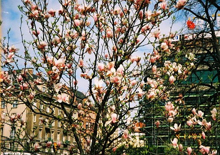 Blooming MAGNOLIA in the center of Wroclaw..