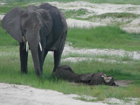 En död och en levande elefant