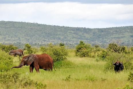 Tre av de Big Five på samma bild