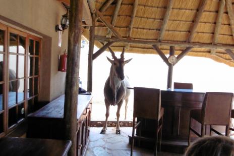 Eland, Afrikas största antilop, här på restaurang