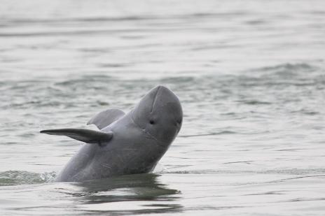 och så här ser delfinerna ut när de leker