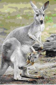 This is a Kangaroo. The kangaroo is one of the cool animals that lives in Australia and can only live in Australia.

