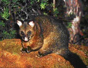 This is a possum. The possum is an animal that sleeps in the day and wakes in the night. The possum is also an Australian animal.