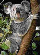 This is a koala. The koala is like a possum; it sleeps in the day and wakes up in the night. Koalas eat leaves that come from special trees in Australia.
