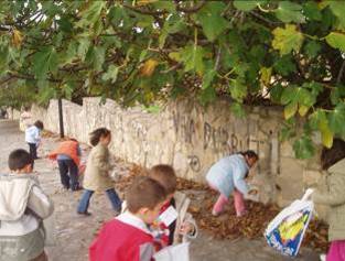 The fig tree: we pick leaves and figs