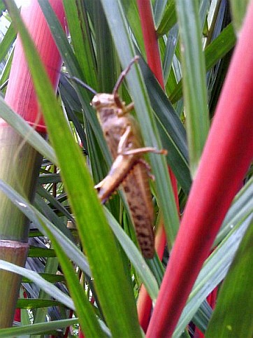 This is grasshopper in my house yard. Beautiful, right?