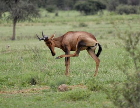 Red hartebeest / Röd koantilop kollar pedikyren