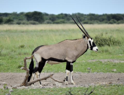 Utomordentligt vacker Oryx / Gemsbock