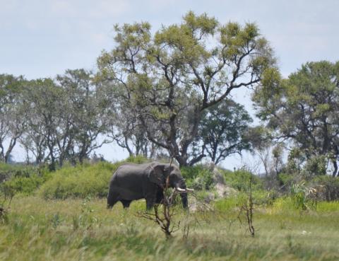 Elefant på lagom avstånd