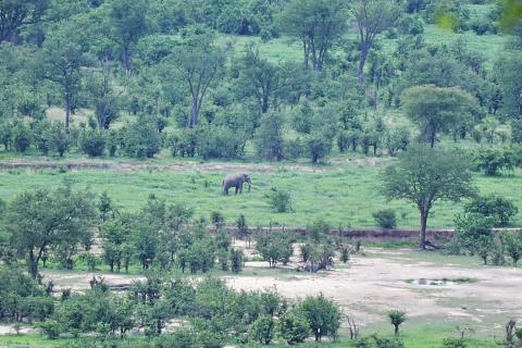 Utsikten med elefant