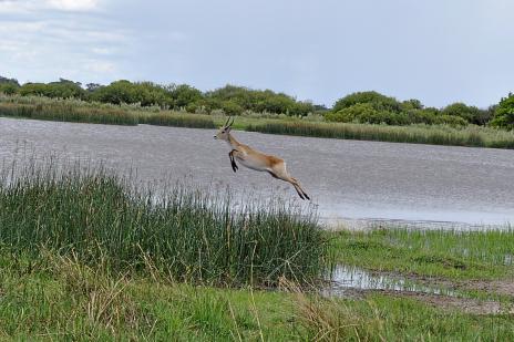 Impala