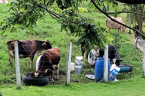 Pittoreskt med kor som mjölkas för hand