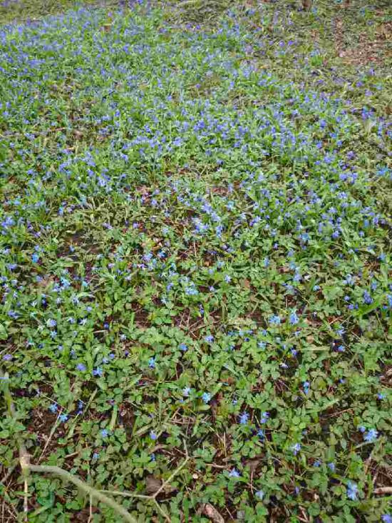 De här blåa vackra blommorna såg vi på väg till Klockis. Det är så fint med blommor.