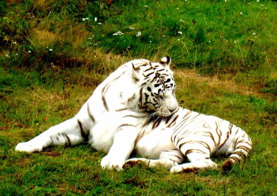 Den vita tigern slar som kattor brukar