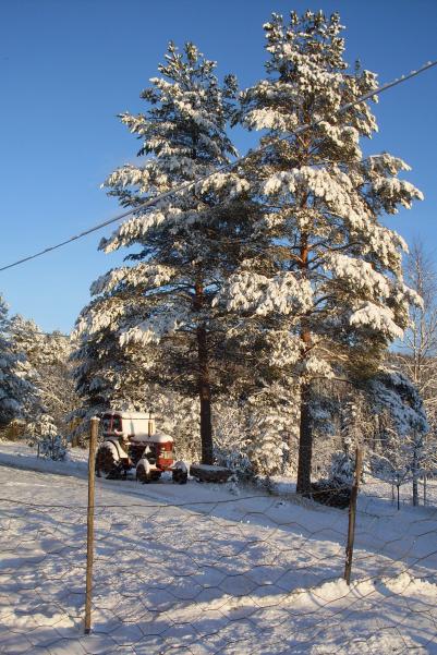 Vackert med snö i träden...o en lite insnöad traktor fick också va med på bild.....
