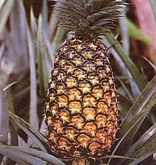 Subang Pineapple - This is Subang pineapple, the most popular fruit in Subang, Indonesia<br />