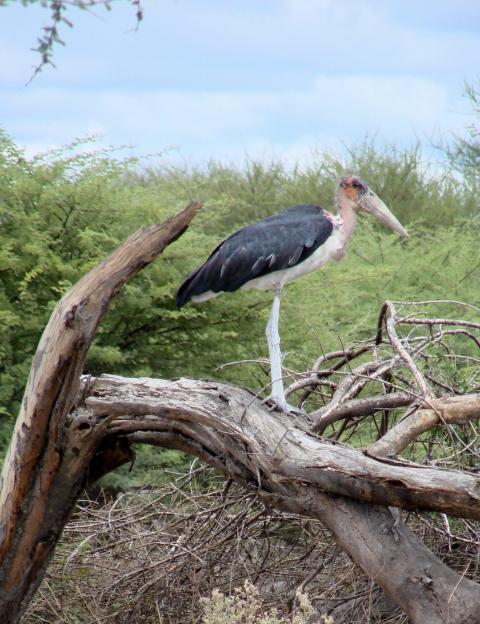 Maraboustork