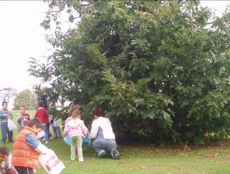 The chestnut tree: we pick leaves and chestnuts.