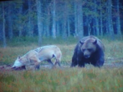 Ett intressant möte mellan björn och varg fotat direkt från film under föreläsning av Bo Kristiansson