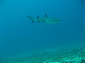 White Tip Reef Shark