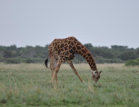 Giraffen betar från marken!