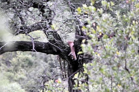 Bytet , en Impala, som leoparden hängt upp i trädet