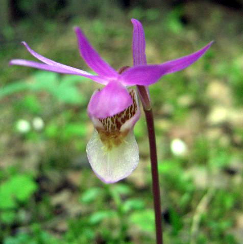 Denna lilla orkid kan tvla med vilken tropisk orkidblomma som helst i sknhet.