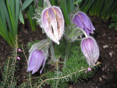 pulsatilla flower (velikonočnica)