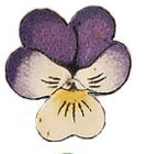 1916 - blomman fr ret var en styvmorsviol!