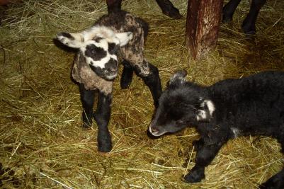 Två pigga lamm som föddes söndagen den 16:e Januari.