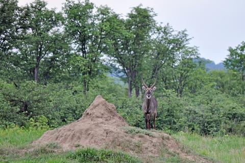 Waterbuck som kollar in oss