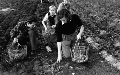 Potatisplockning i Mackmyra för mer än 70 år sedan