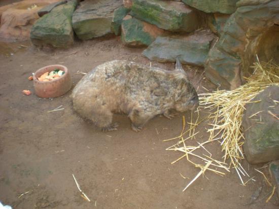 En wombat