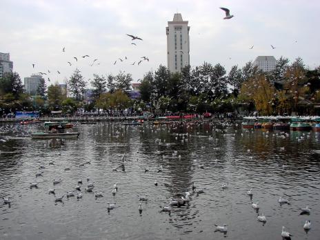 Oändligt med måsar som övervintrar i Kunmings parker