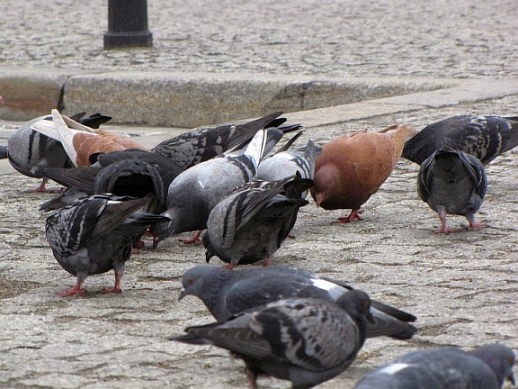 pigeons in the very center of Wroclaw city, in Rynek square and in the 'pigeon square' actually.