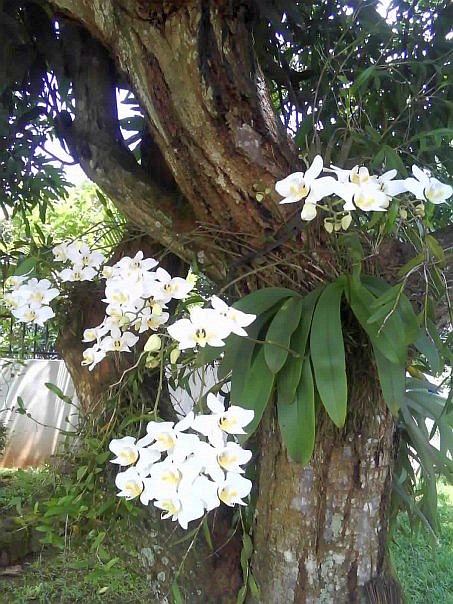 This is WHITE ORCHID. it's very beautiful, right.?? :) it is in front of my friend's house