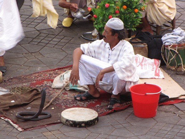 Marrakech - snake charmer