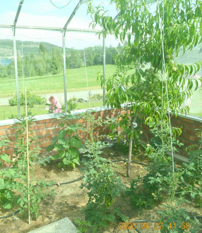 Persikorna är redan ganska stora, även aprikoserna verkade trivas i växthuset....
