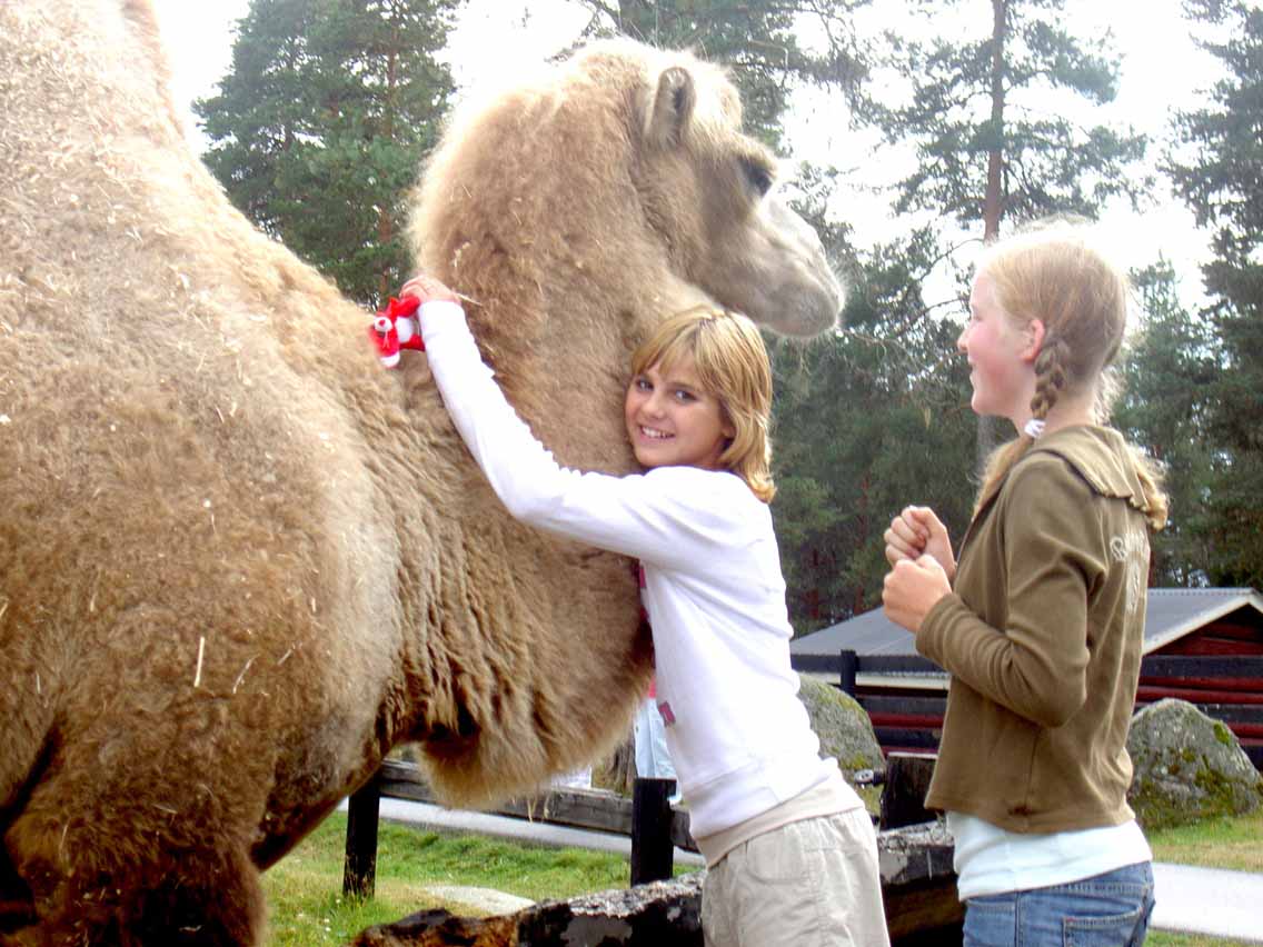 Ullngersflickorna kramar om kamelerna