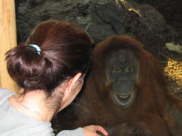 Igge trivs i sitt nya orangutanghus