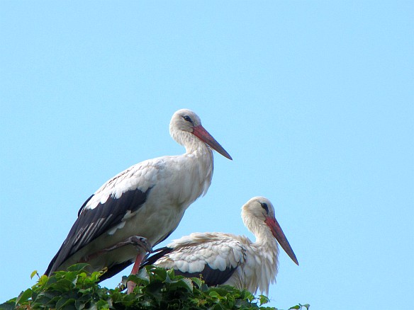 storks, photo in August 2010